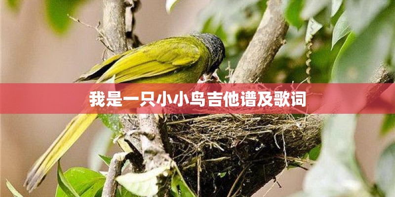 我是一只小小鸟吉他谱及歌词